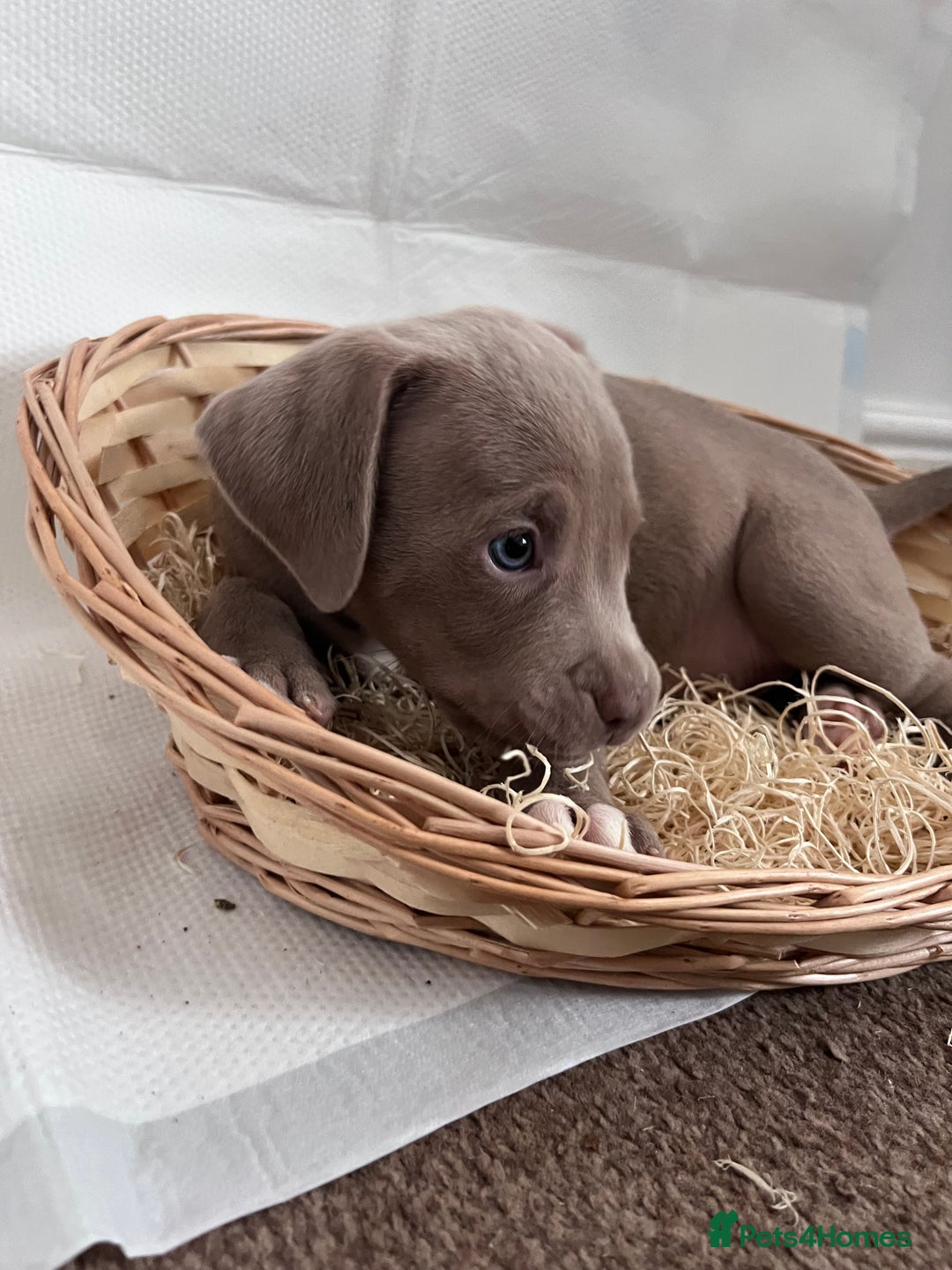 American Bully dogs for sale:  Medium Bully Puppies–XL are banned, these are NOT - Image 25