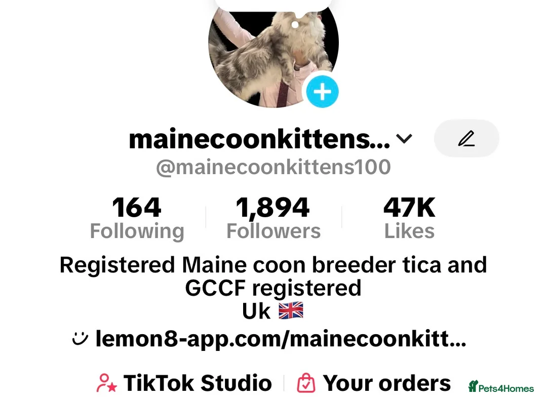 Maine Coon cats for stud: SEVERAL STUDS AVAILABLE 😻TICA/GCCF   - Advert 12