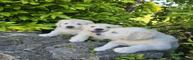 Golden Retriever 3