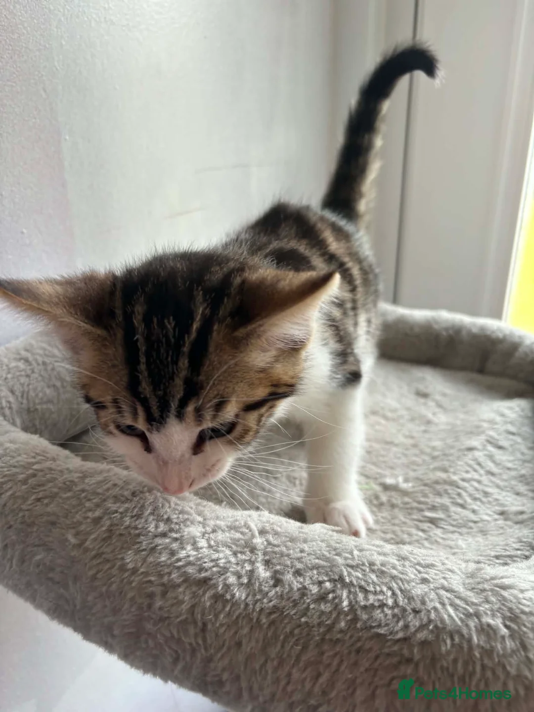 Bengal cats for sale: Bengal x forest cat - Advert 5