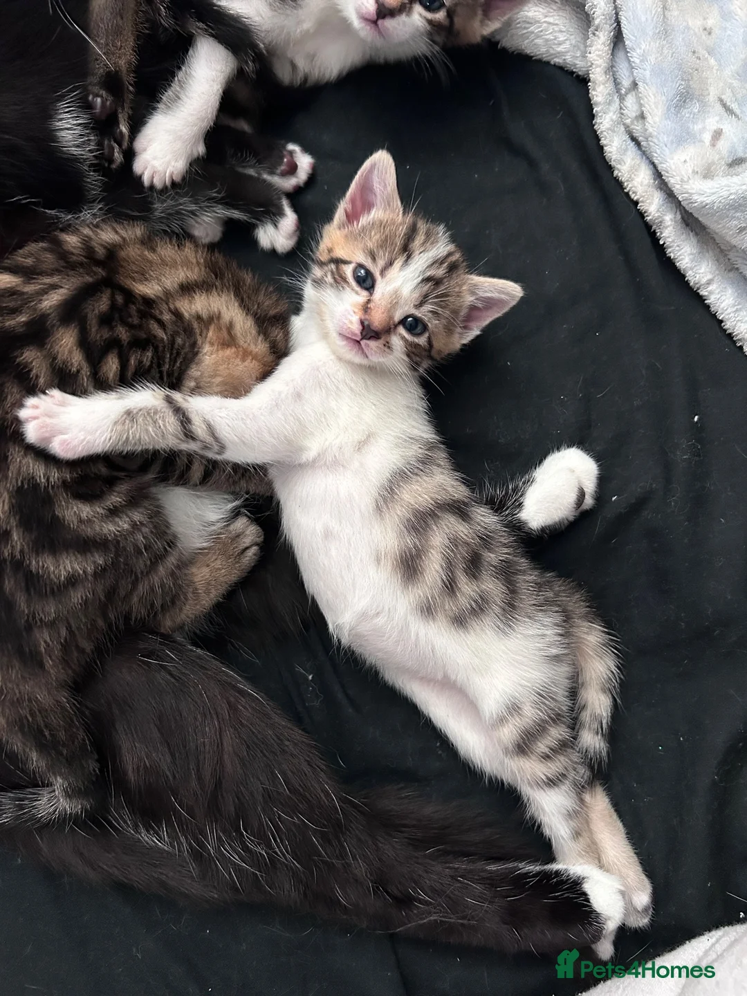 Mixed Breed cats for sale: Kittens ready for their new homes 💕 in Telford - Advert 1