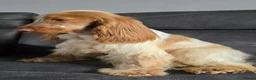 Cocker Spaniel dogs for sale: Pedigree Cocker Spaniel Puppies  - Advert 3