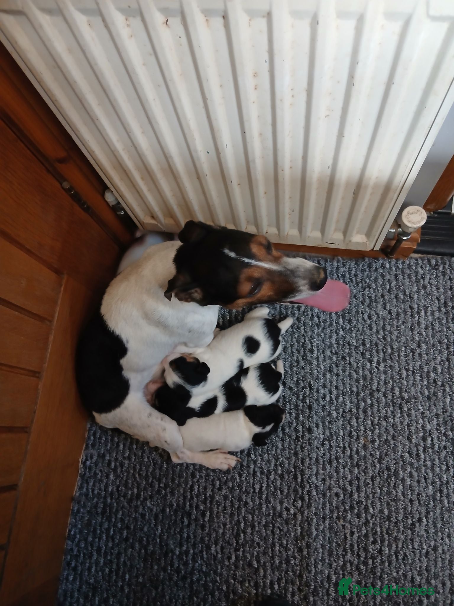 Jack Russell dogs Jack Russell puppies - Advert 1