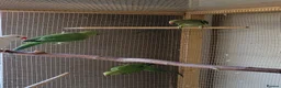 Ringnecks birds for sale: Ringnecks - Advert 4