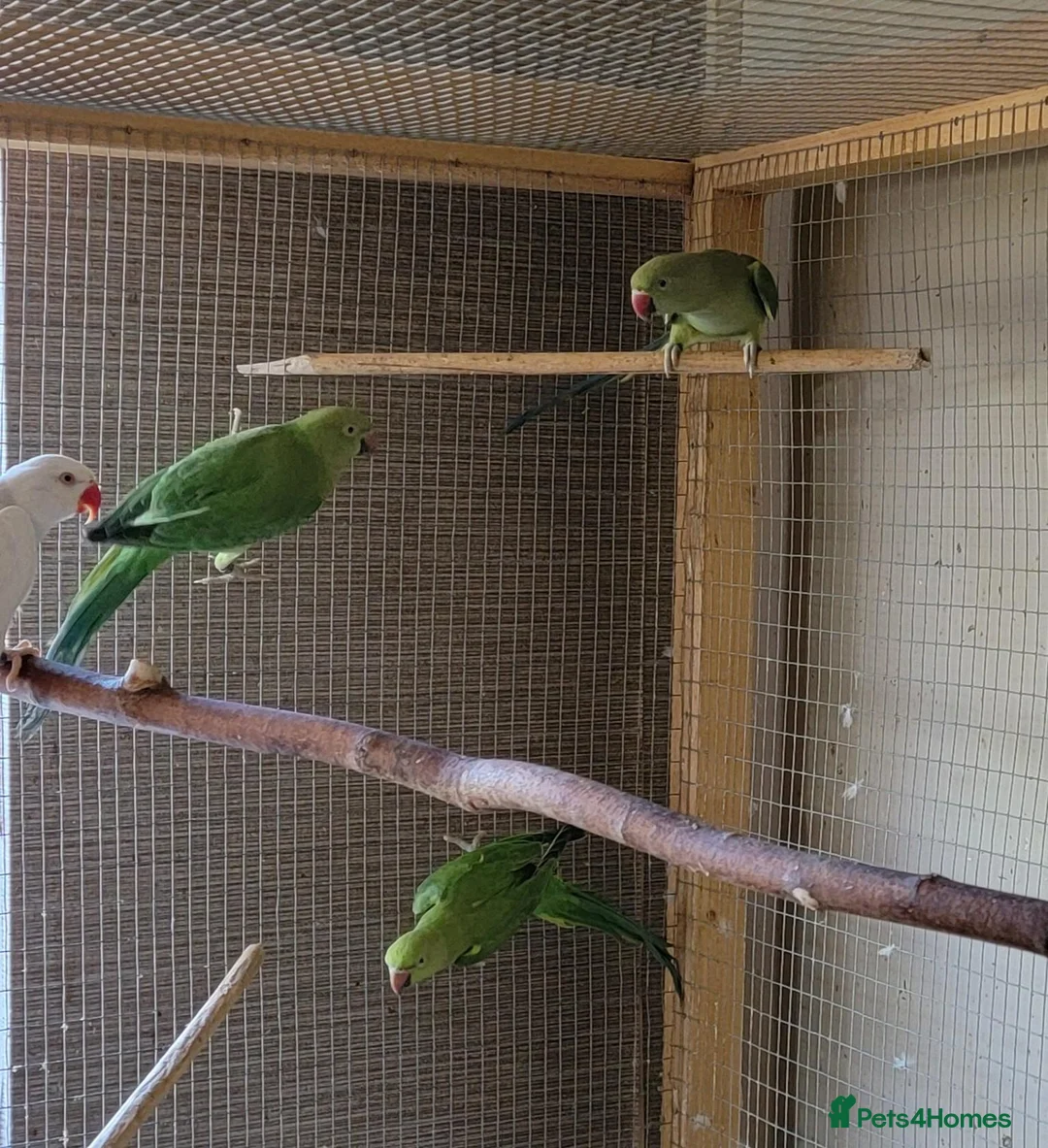 Ringnecks birds for sale: Ringnecks - Advert 4