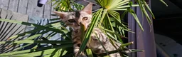Bengal cats for sale: Stunning Bengal Kittens  - Advert 26