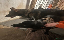 German Shepherd dogs for stud: KC sable male for stud  in Birmingham - Image 5
