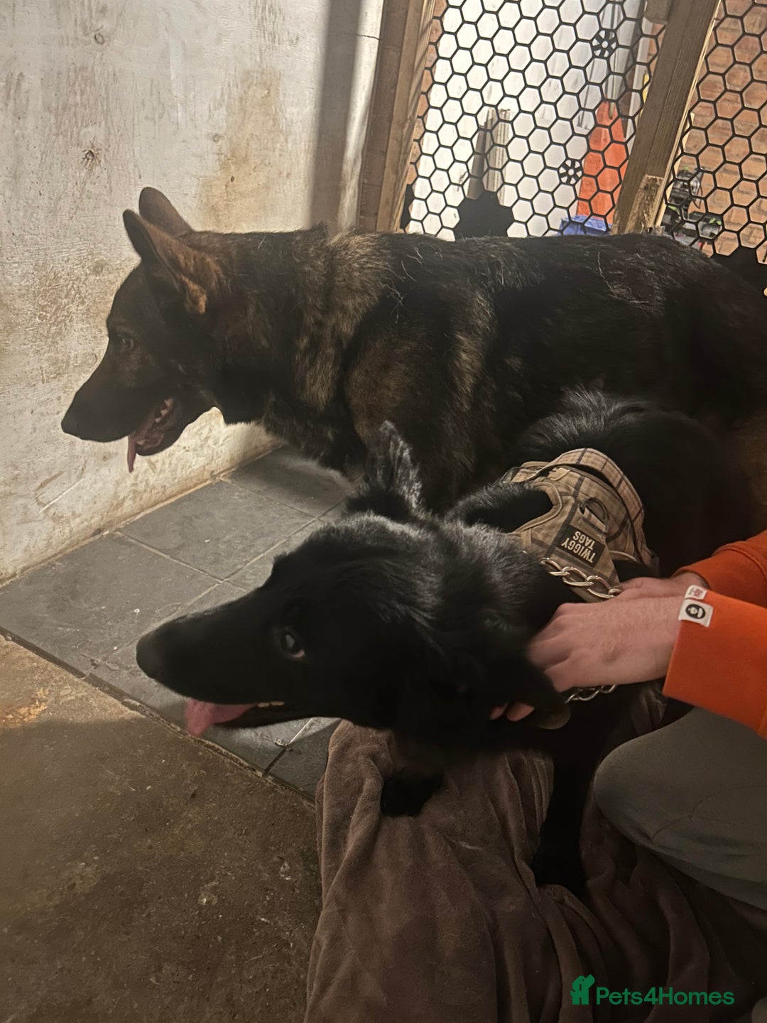 German Shepherd dogs for stud: KC sable male for stud  in Birmingham - Image 5