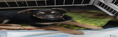 Male puppy 