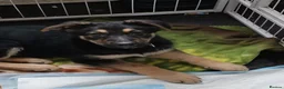 German Shepherd dogs for sale: 1 beautiful male pup - Advert 2
