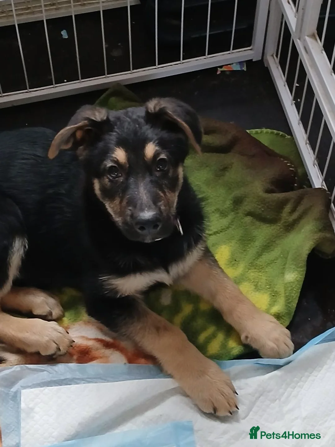 German Shepherd dogs for sale: 1 beautiful male pup - Advert 2