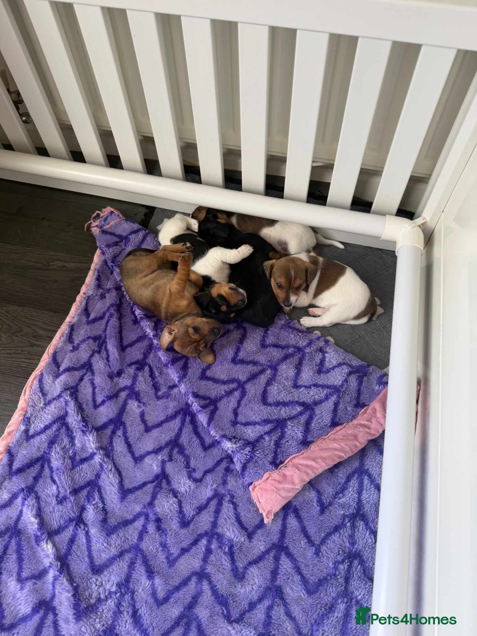 Jack Russell dogs 4 beautiful Jack Russell Puppies  - Advert 1
