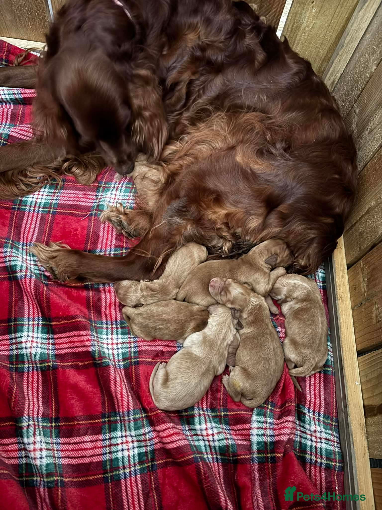 Mixed Breed dogs Irish Setter cross Afghan Hound - Advert 2