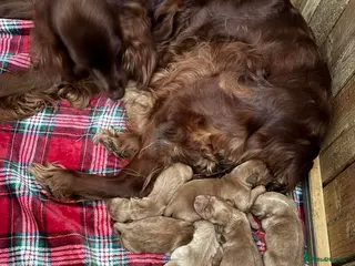 Mixed Breed dogs Irish Setter cross Afghan Hound - Advert 2