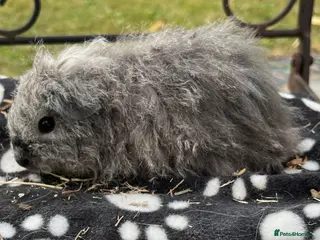 Guinea Pig rodents Guniea pigs - Advert 5