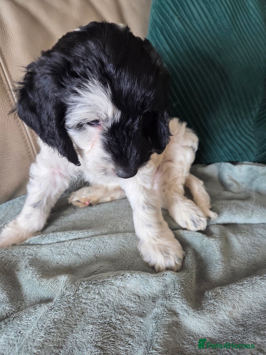 Sproodle dogs for sale: Beautiful litter of F2 Sproodles  - Image 6