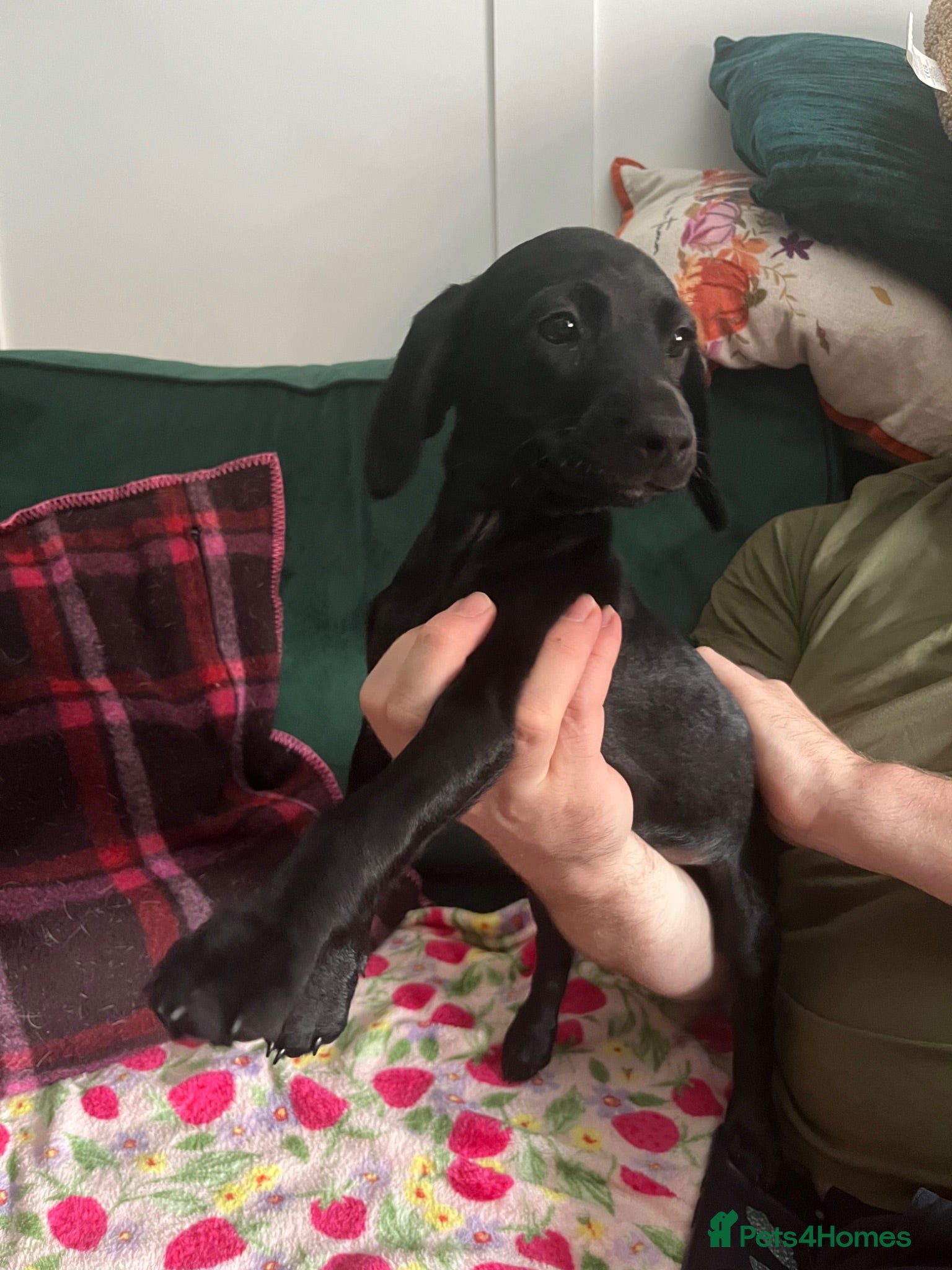 Mixed Breed dogs Cockapoo cross puppies for sale - ONE LEFT! - Advert 2