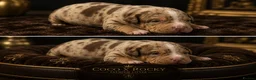 Staffordshire Bull Terrier dogs for sale: HOUSEOFLEGACY-Premium Merle Staffordshire Terriers - Advert 3