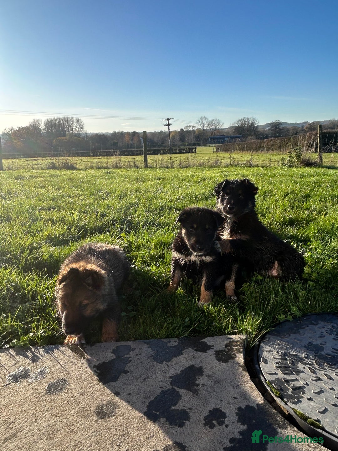 Mixed Breed dogs for sale: Gorgeous litter of Shollie puppies for sale - Advert 6