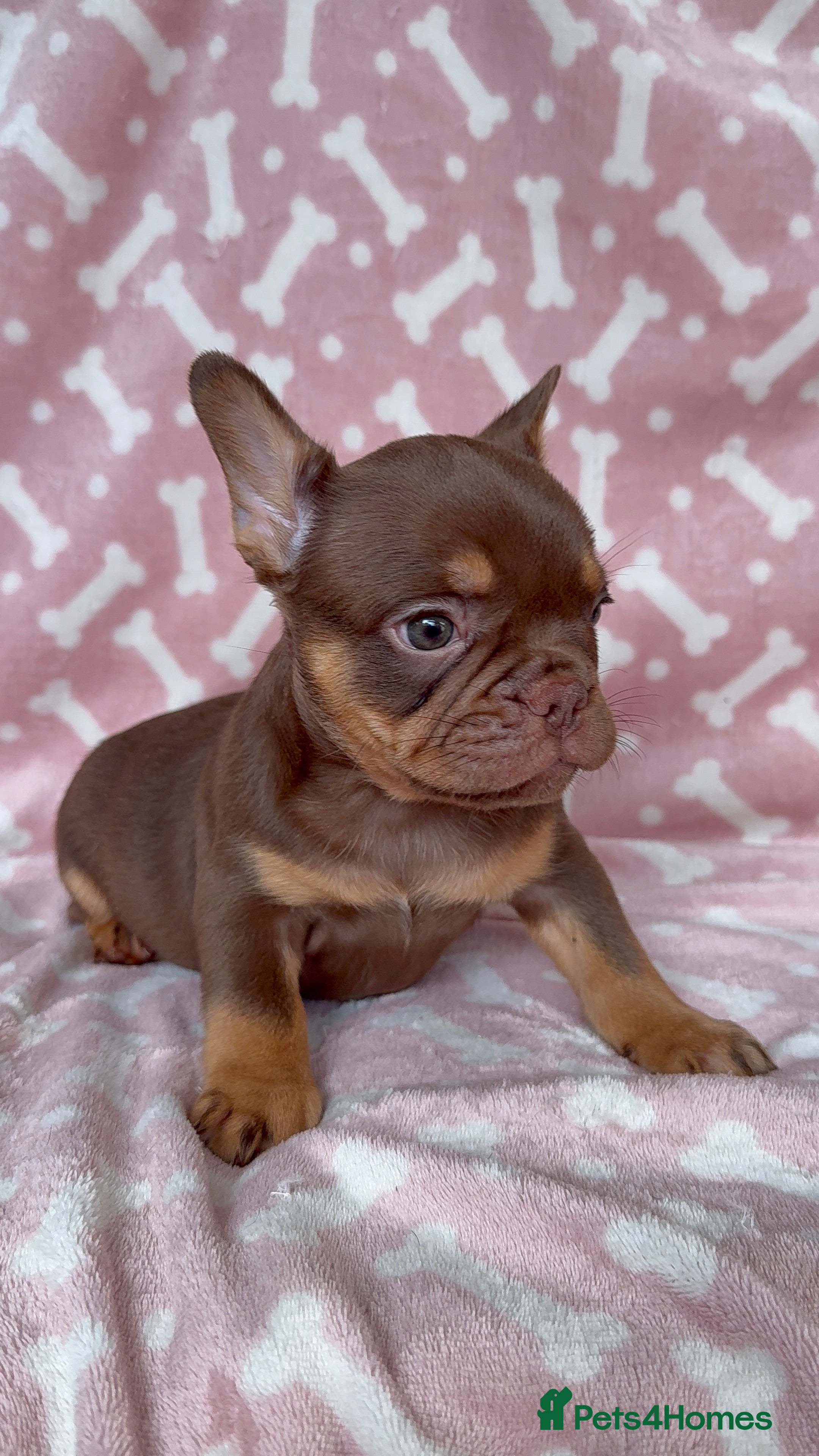 French Bulldog dogs 🔥PRICE DROP-READY TO GO🔥 - Advert 8