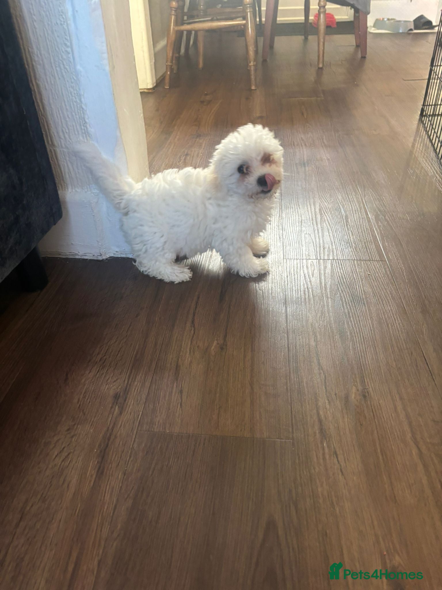 Maltese dogs Adorable Maltese female puppy - Advert 6