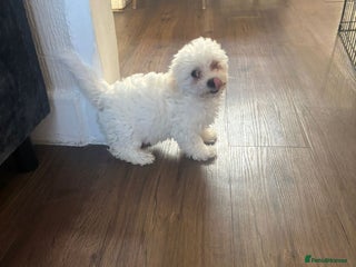 Maltese dogs Adorable Maltese female puppy - Advert 6