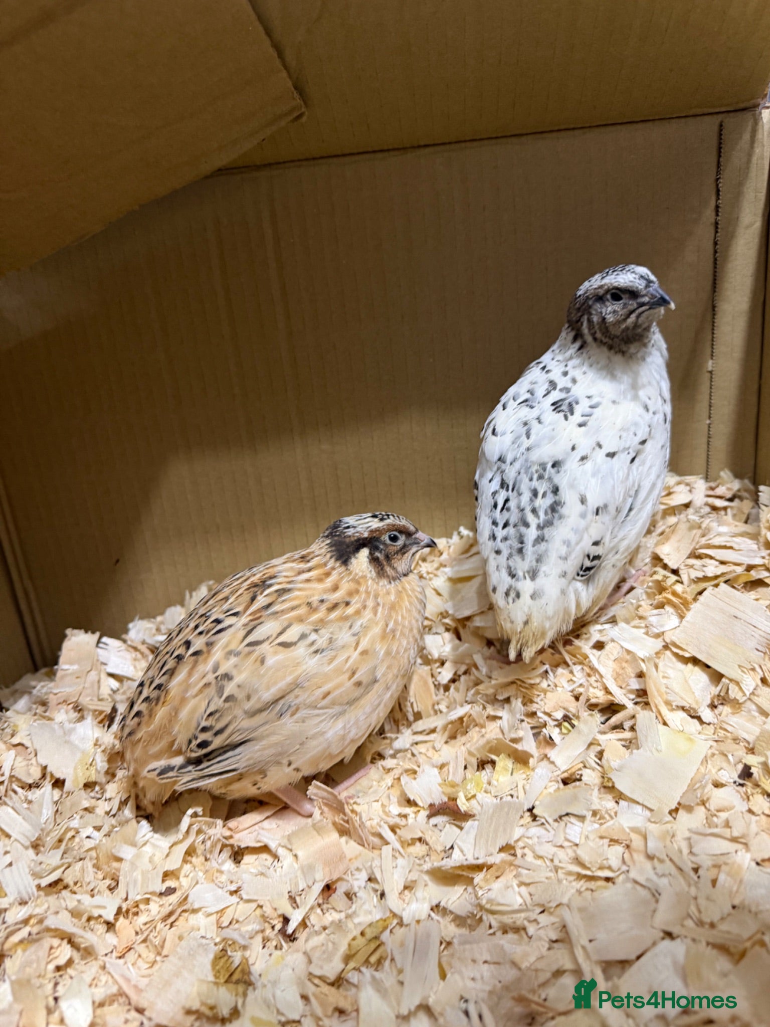 Quail poultry Coturnix/Japanise male Quail  - Advert 12