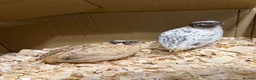 Quail poultry for sale: Coturnix/Japanise male Quail  - Advert 1