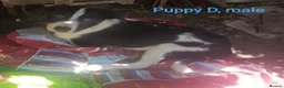 Border Collie dogs for sale: Working line Border Collie pups for sale in Helston - Advert 4