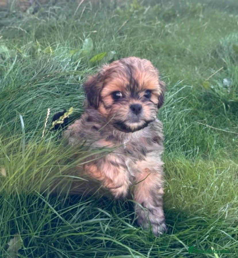 Shihpoo dogs Shihpoo puppies - Advert 1