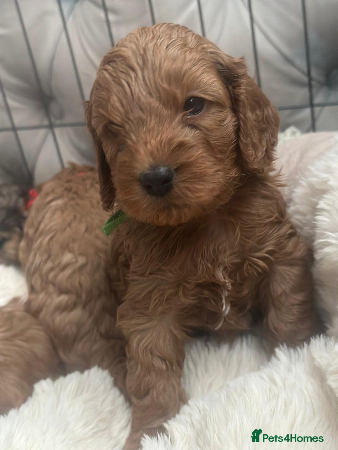 Cockapoo dogs for sale: Stunning F1 Cockerpoo Puppies  - Advert 11