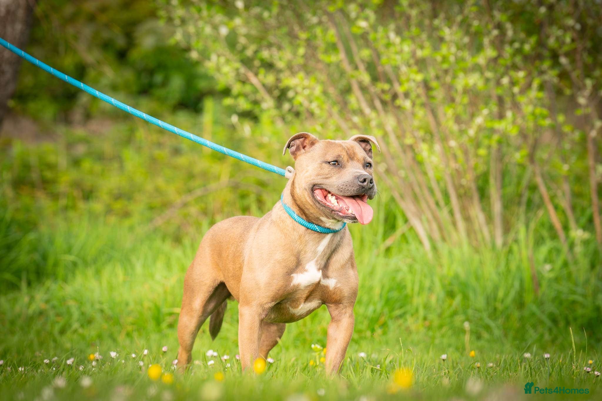 Staffordshire Bull Terrier dogs 3 year old staff - Advert 5