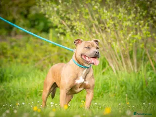 Staffordshire Bull Terrier dogs 3 year old staff - Advert 5