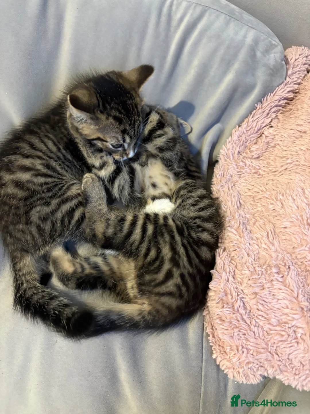 Mixed Breed cats for sale: 4 beautiful kittens  in Warrington - Advert 2