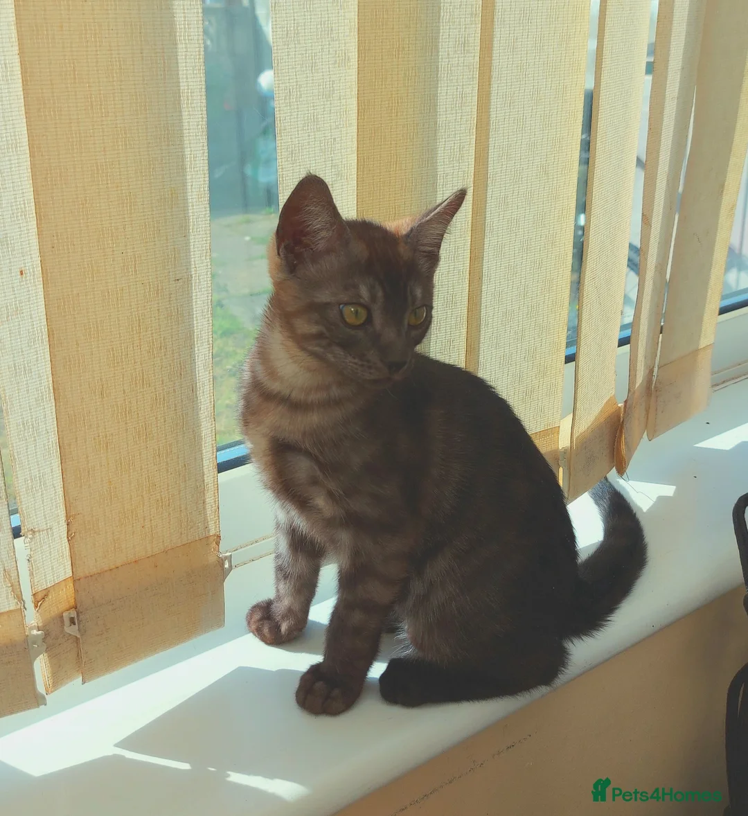 Bengal cats for sale: Last Kitten Available - Advert 2