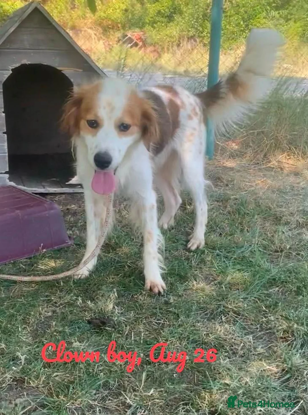 Mixed Breed dogs for adoption: Clown boy, 6 yrs approx. Available for adoption. - Advert 2