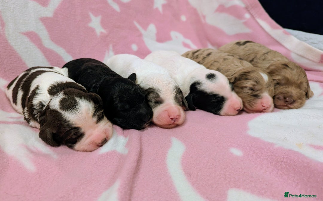 Cockapoo dogs for sale: Stunning Cockapoo Puppies Fully DNA health tested - Advert 4