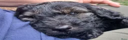 Bernedoodle dogs for sale: F2b midi Bernedoodle  - Advert 21