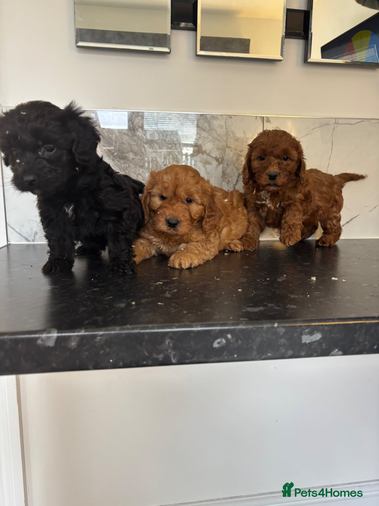 Cavapoo dogs Toy cavapoo puppies  - Advert 2