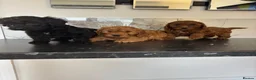 Cavapoo dogs for sale: 🐶 Ready now Toy cavapoo puppies 🐶  - Advert 1