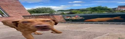 Hungarian Vizsla dogs for sale: Hungarian Vizsla (Bert) - Advert 5