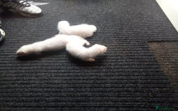 Ferret rodents for sale: Young ferret - Image 3