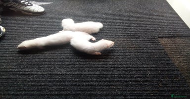 Ferret rodents - Advert 8
