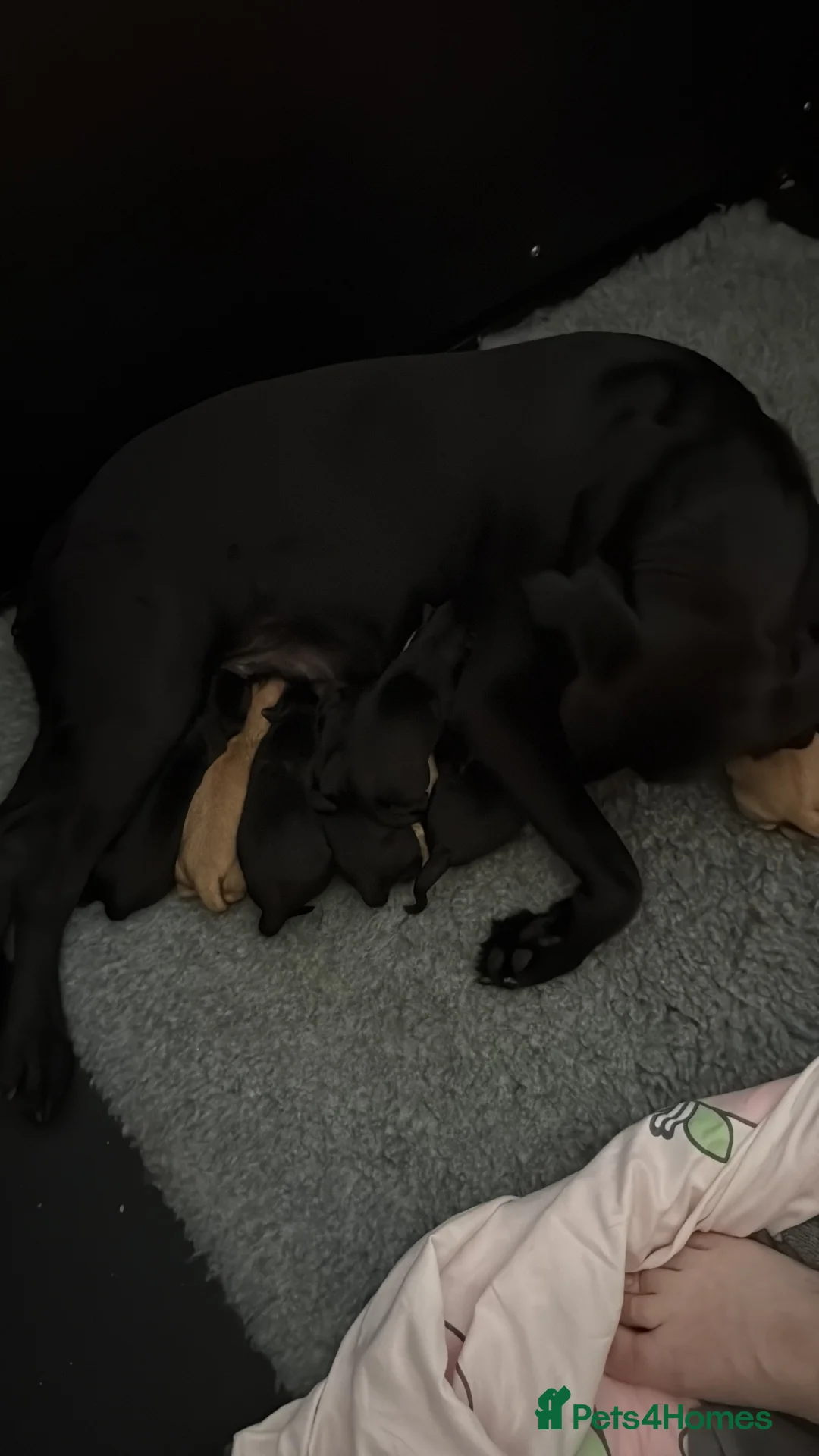 Labrador Retriever dogs for sale: Amazing pups  - Advert 3