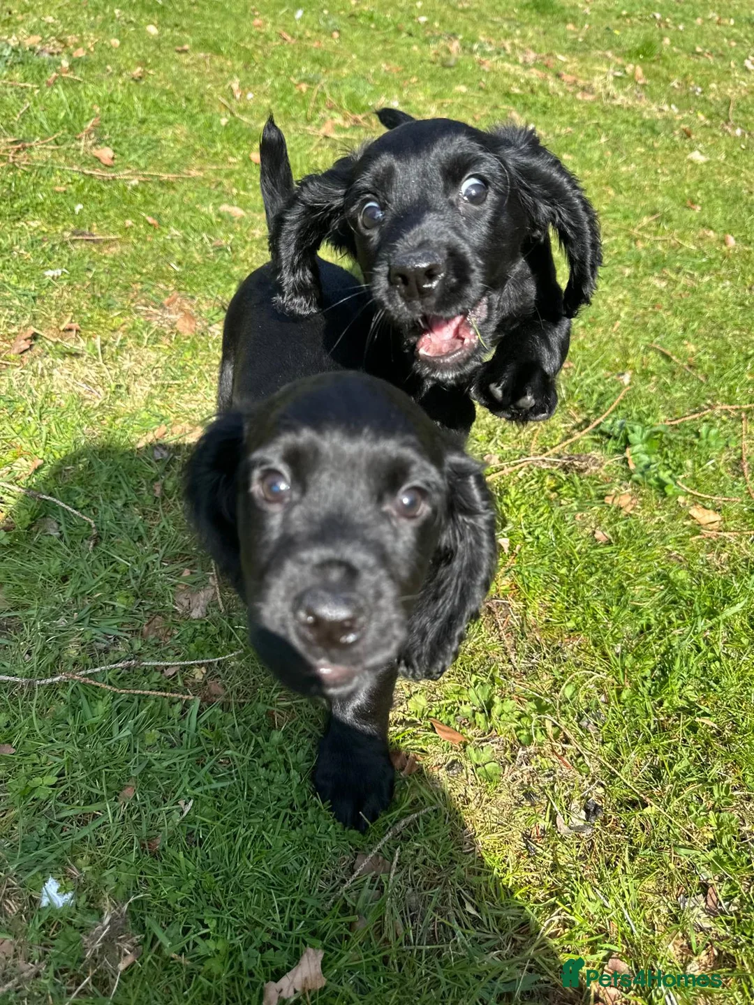Cocker Spaniel dogs for sale: Beautiful cocker spaniel puppies in Blairgowrie - Advert 2