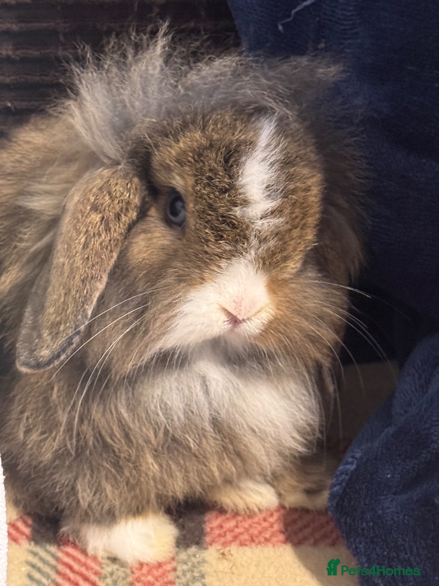 Mini Lop rabbits Gorgeous mini lop & lion lop babies - Advert 1