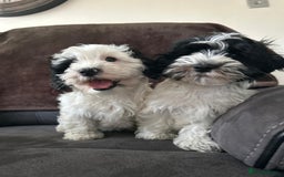 Havanese dogs for sale: Show quality litter of kc reg havanese puppies in Lincoln - Image 18