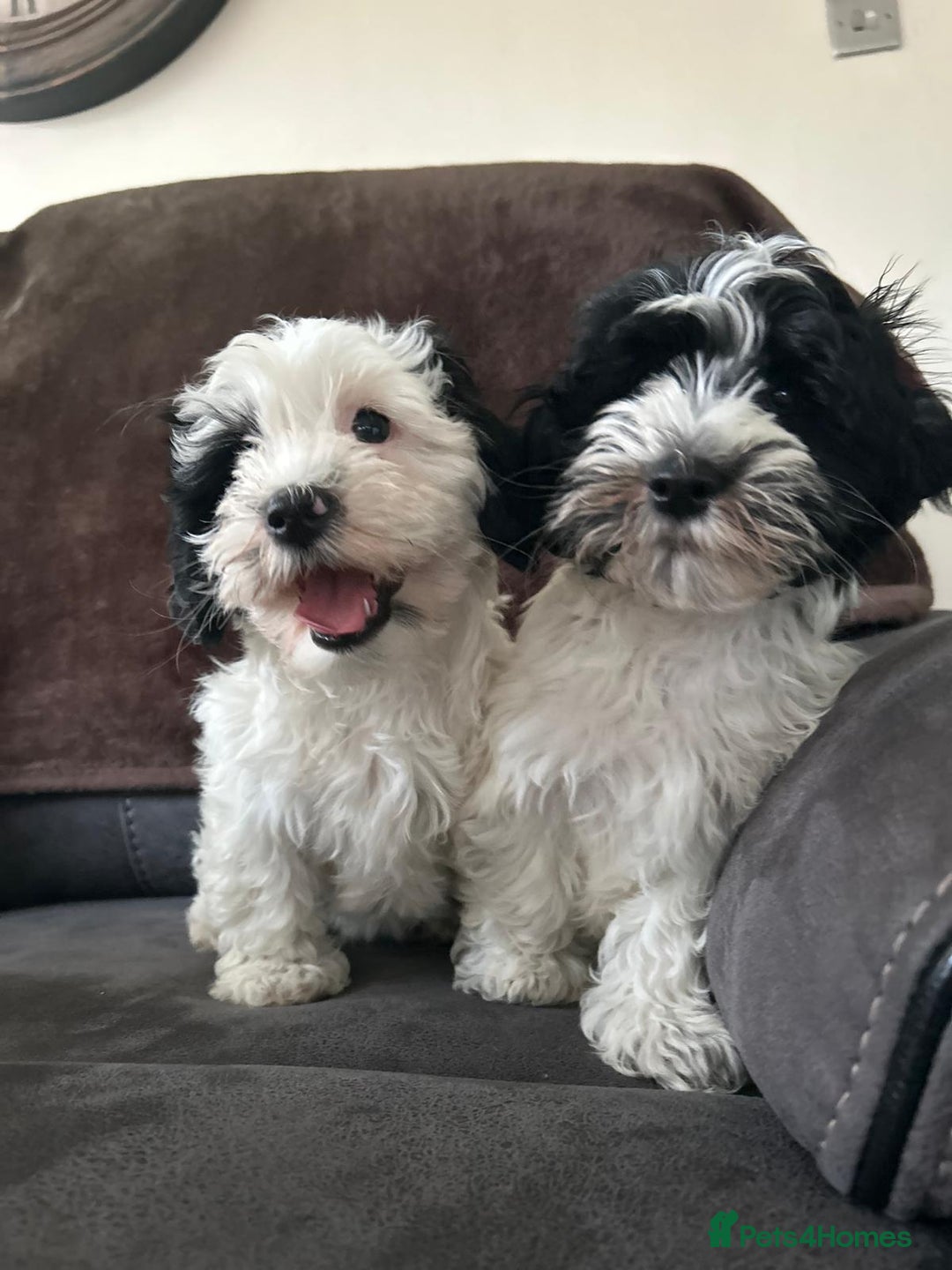 Havanese dogs for sale: Show quality litter of kc reg havanese puppies in Lincoln - Image 18