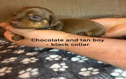 Miniature Dachshund dogs for sale: 7 beautiful miniature dachshund puppies for sale - Image 7