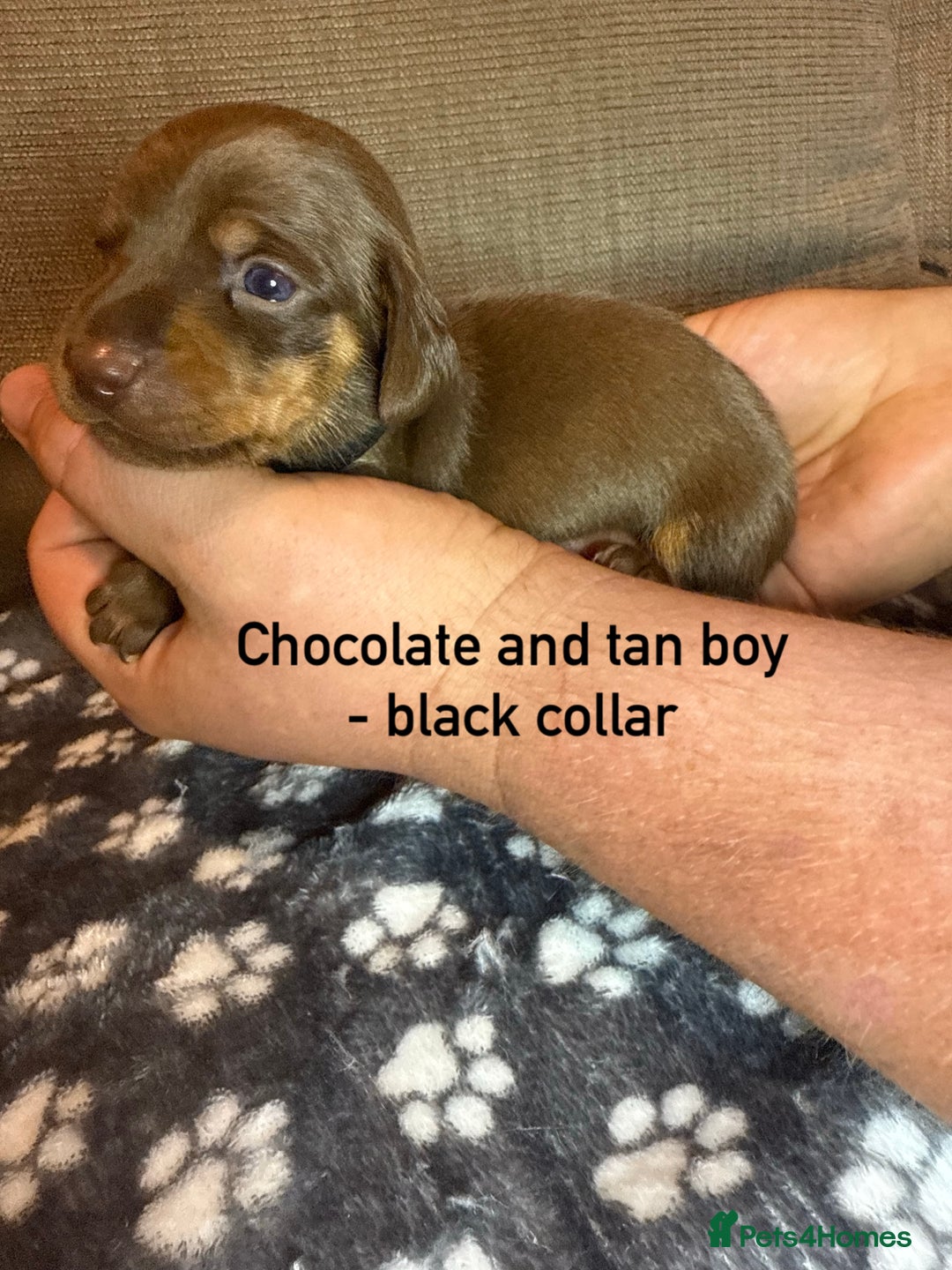 Miniature Dachshund dogs for sale: 7 beautiful miniature dachshund puppies for sale - Image 7